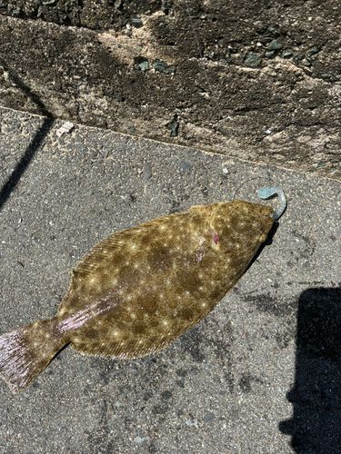 ヒラメの釣果