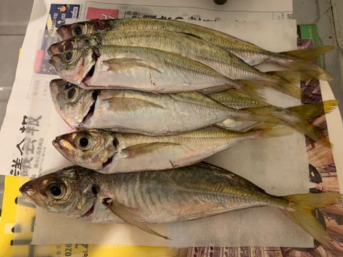 アジの釣果