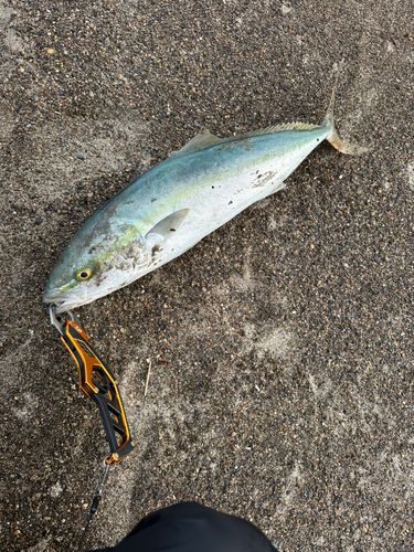ワラサの釣果