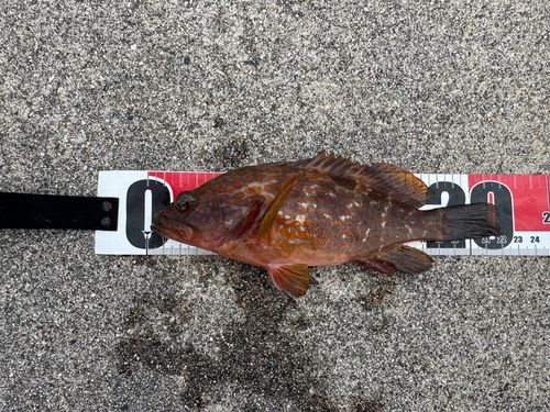 キジハタの釣果