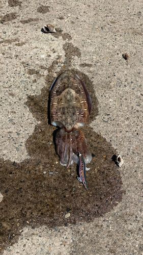 コウイカの釣果