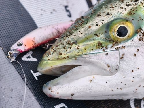 ワラサの釣果