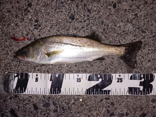 セイゴ（マルスズキ）の釣果