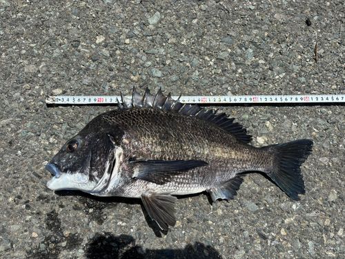 チヌの釣果