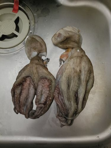 マダコの釣果