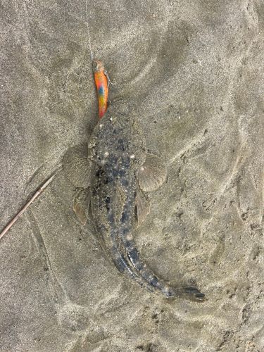 マゴチの釣果