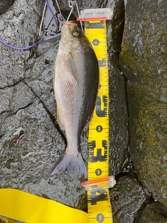 イサキの釣果