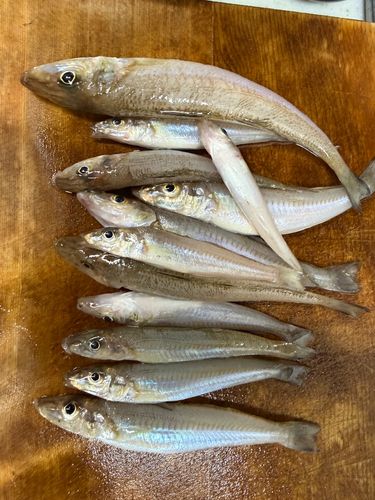 キスの釣果