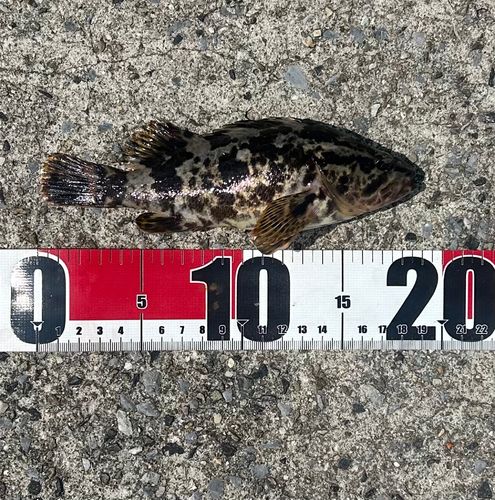 タケノコメバルの釣果