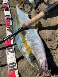 ヒラマサの釣果