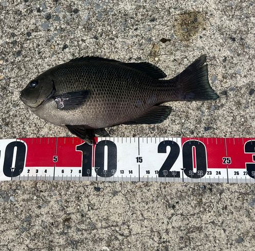 メジナの釣果