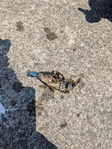 タケノコメバルの釣果
