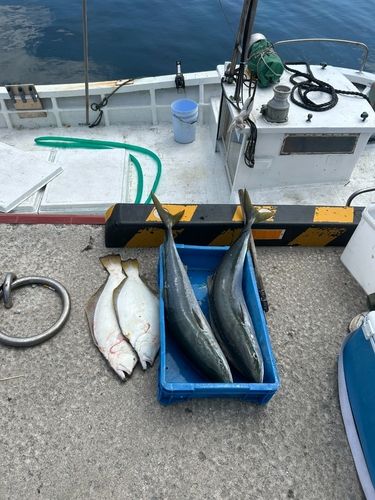 ヒラメの釣果