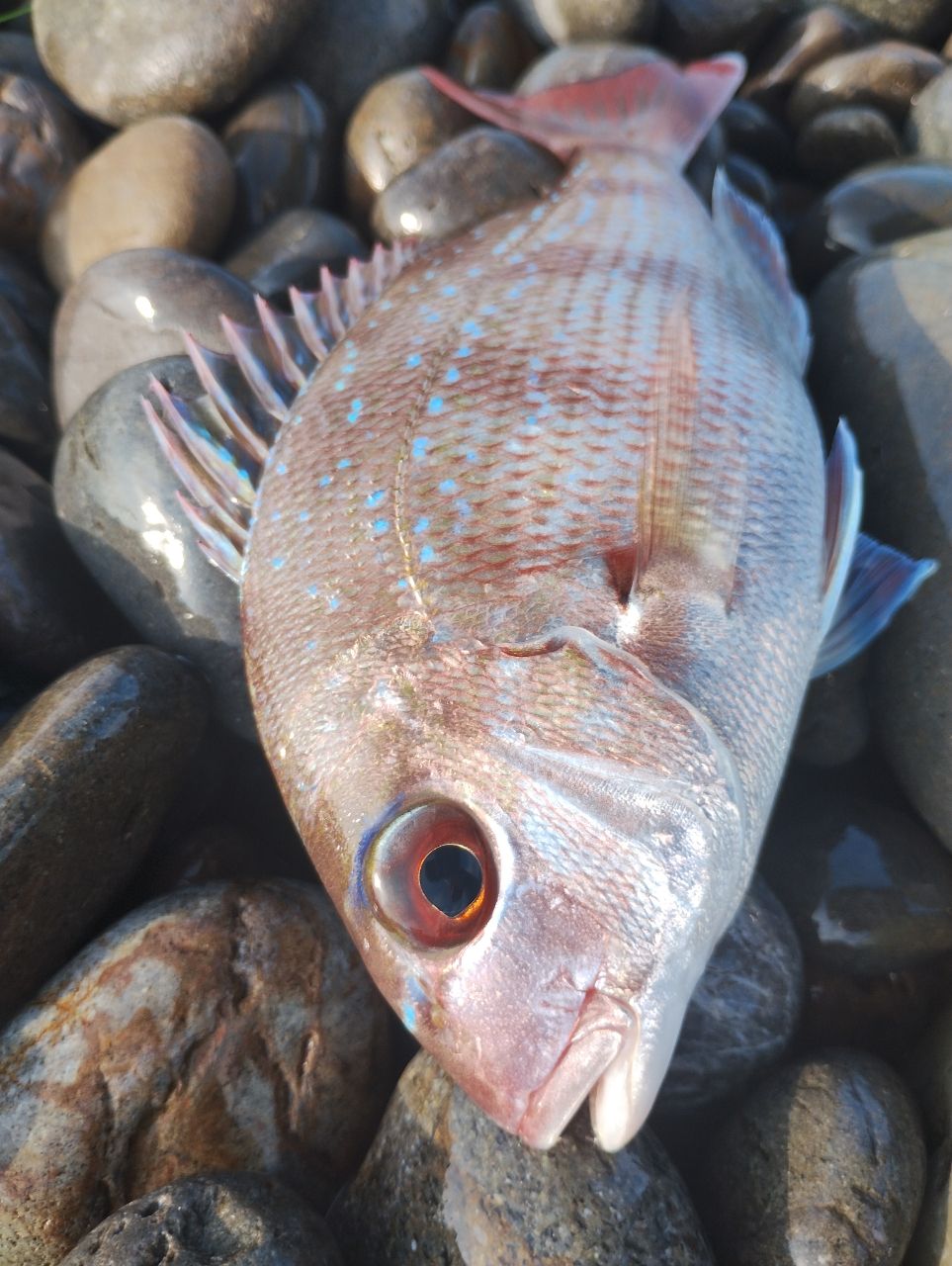 チャリコの釣果写真