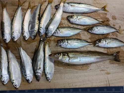 マアジの釣果