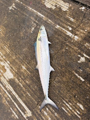 サゴシの釣果