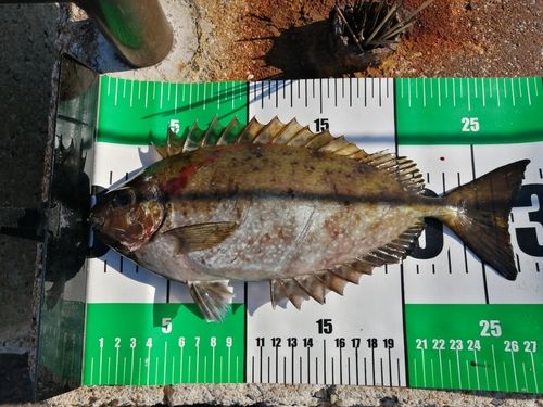 アイゴの釣果