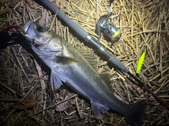 スズキの釣果