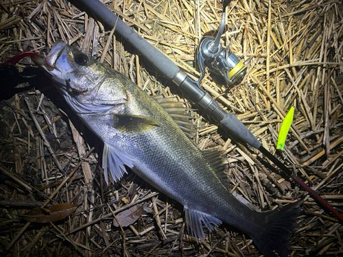 スズキの釣果