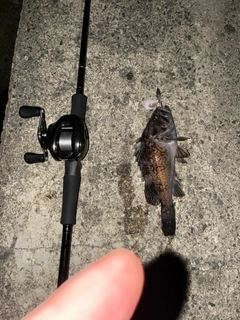 クロソイの釣果