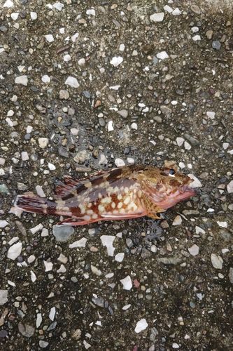 カサゴの釣果