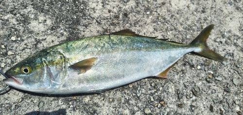 ツバスの釣果