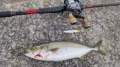 ツバスの釣果