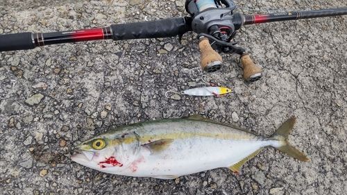 ツバスの釣果