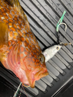 キジハタの釣果