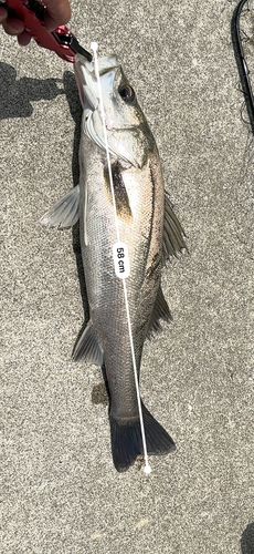 シーバスの釣果