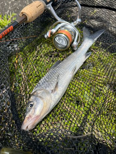 ニゴイの釣果