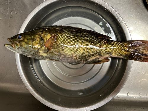 スモールマウスバスの釣果