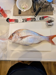 マダイの釣果