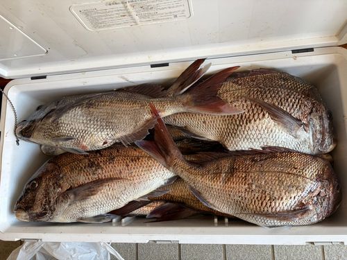 マダイの釣果