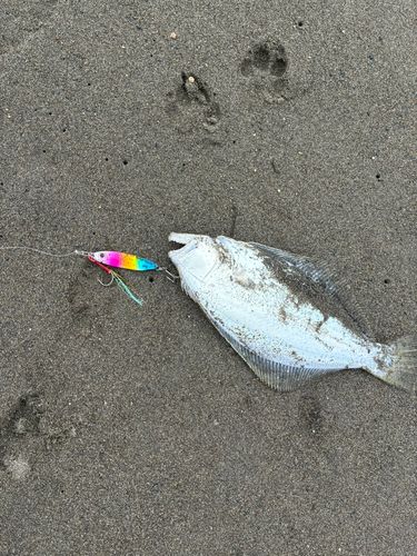 ソゲの釣果