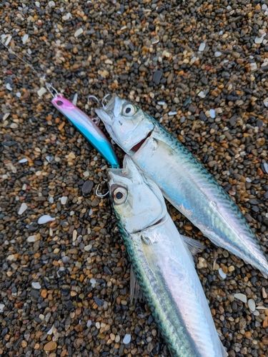 サバの釣果