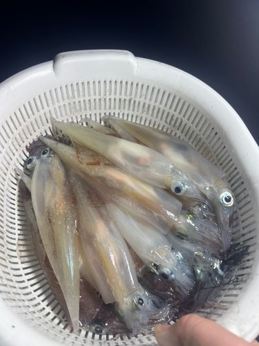 ヤリイカの釣果