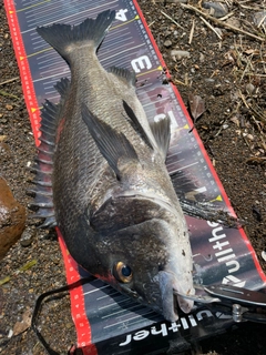 チヌの釣果