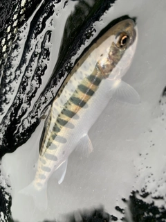 ヤマメの釣果