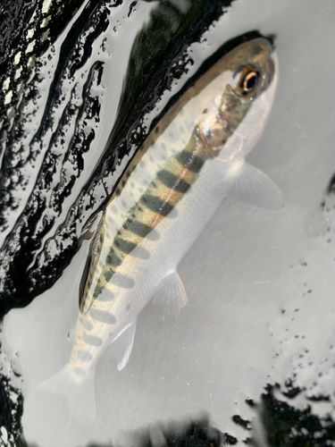 ヤマメの釣果