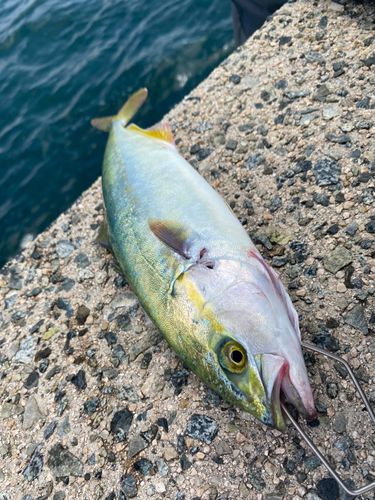 ツバスの釣果