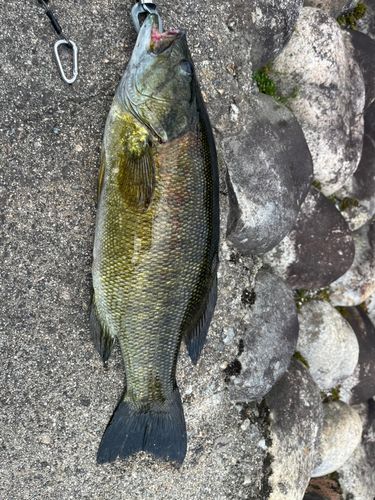 スモールマウスバスの釣果
