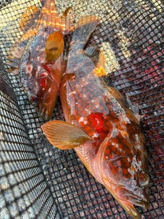 キジハタの釣果