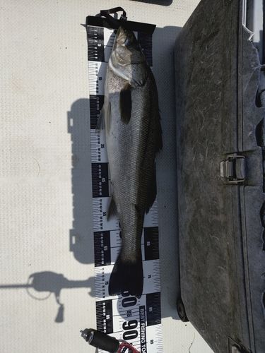 スズキの釣果