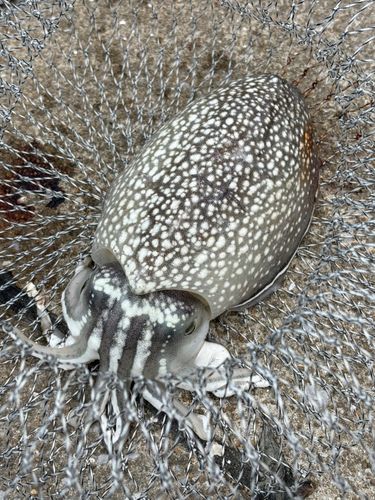 コウイカの釣果