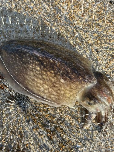 コウイカの釣果