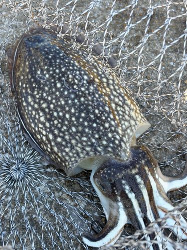 コウイカの釣果