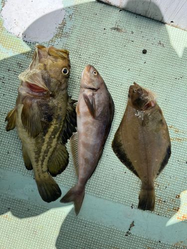 シマゾイの釣果