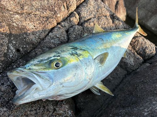 ワラサの釣果