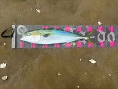 ワラサの釣果